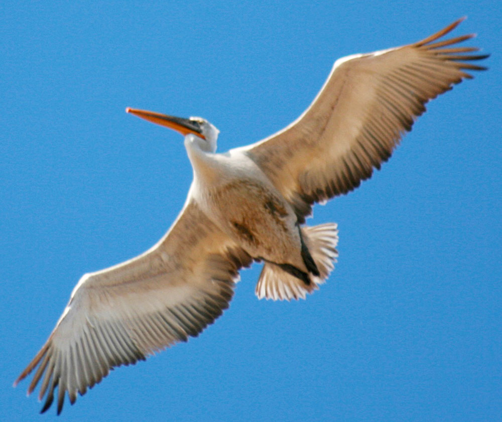 Hazaryň türkmen kenaryna guşlaryň güýzki göçüşi döwründe “Gyzyl kitaba” girizilen guşlaryň   5 görnüşi düşledi