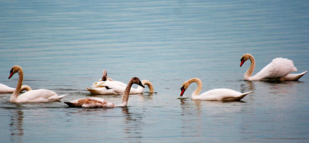 Hazaryň türkmen kenaryna guşlaryň güýzki göçüşi döwründe “Gyzyl kitaba” girizilen guşlaryň   5 görnüşi düşledi