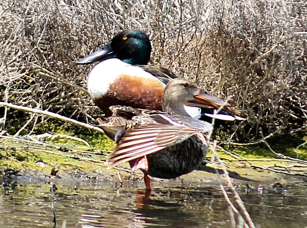 Hazaryň türkmen kenaryna guşlaryň güýzki göçüşi döwründe “Gyzyl kitaba” girizilen guşlaryň   5 görnüşi düşledi