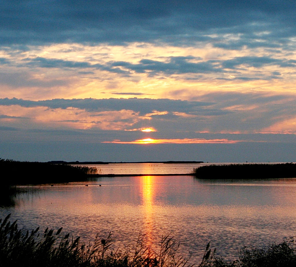 В Прикаспии зимует около полумиллиона птиц 