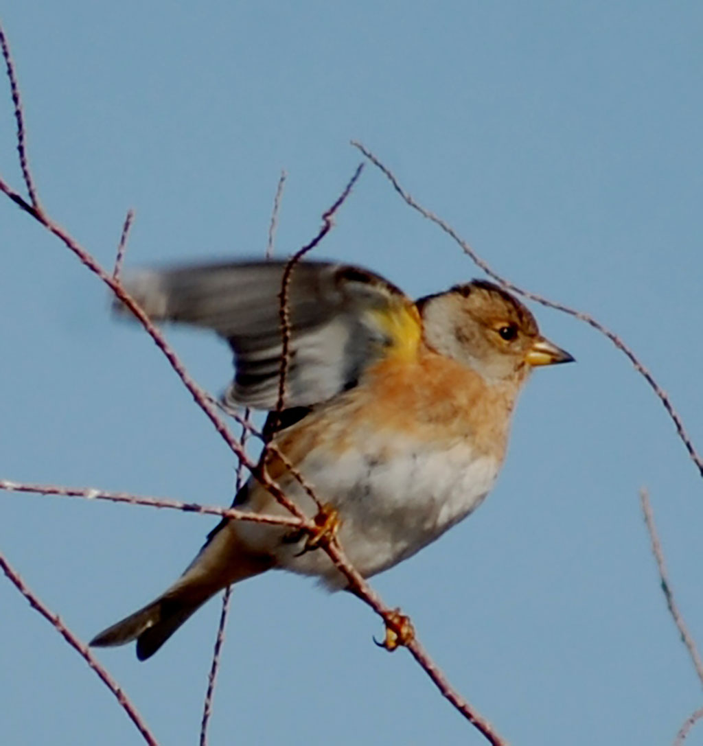 Зимний пейзаж Приморья заметно оживляют пернатые гости 