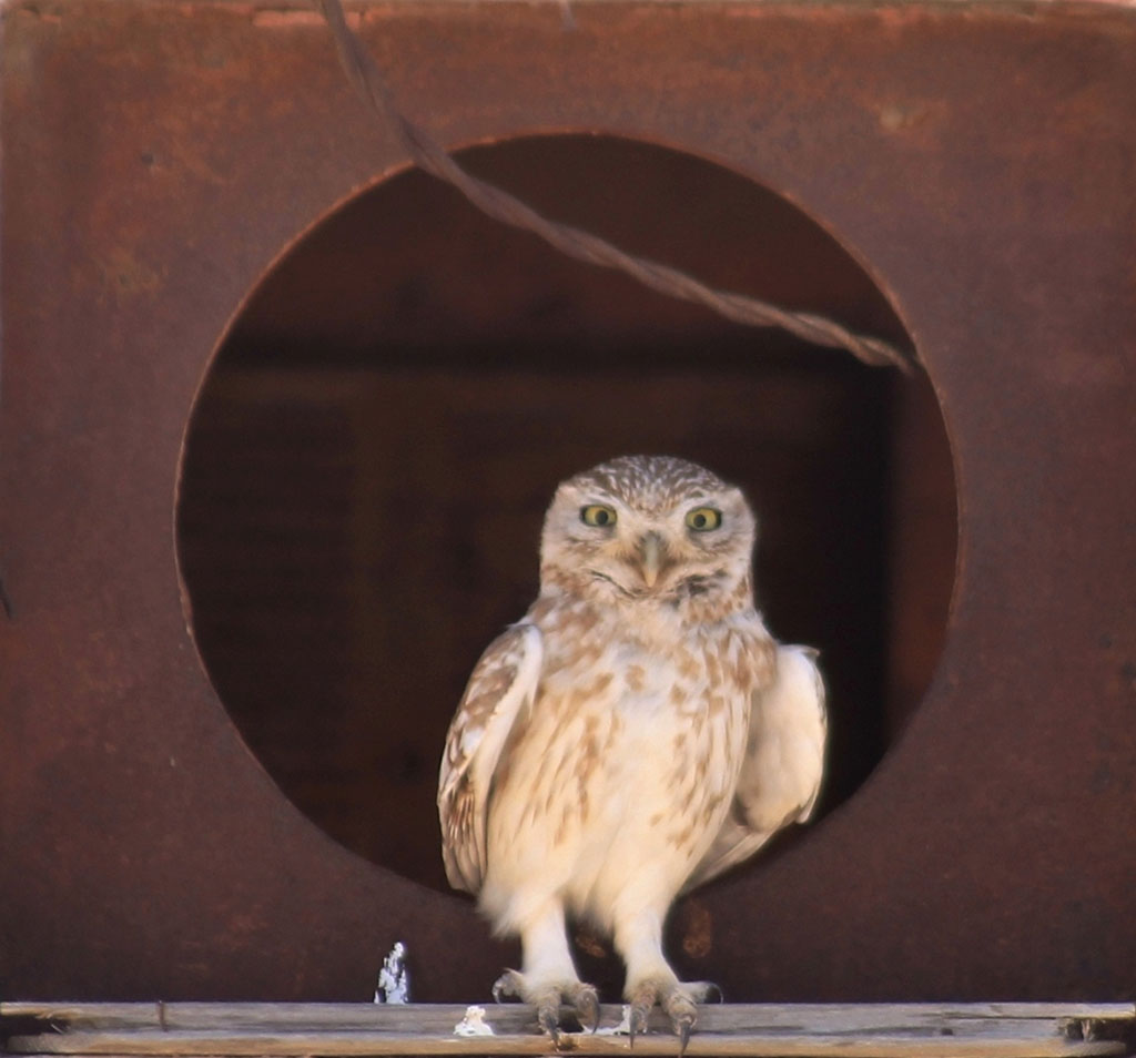Зимний пейзаж Приморья заметно оживляют пернатые гости 