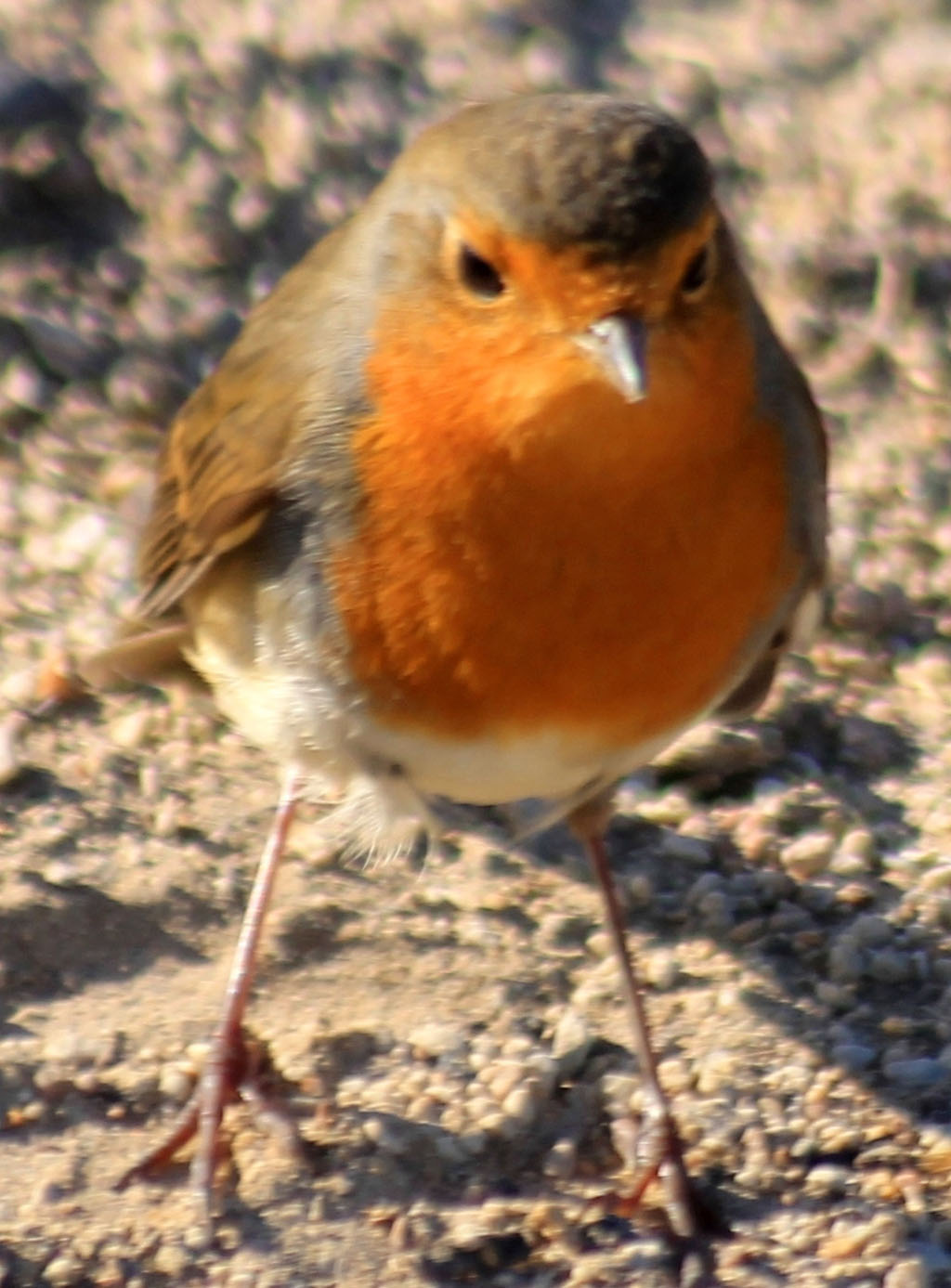 Зимний пейзаж Приморья заметно оживляют пернатые гости 