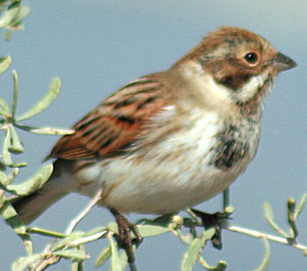 Зимний пейзаж Приморья заметно оживляют пернатые гости 