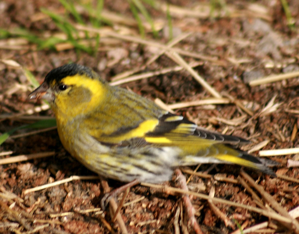 Зимний пейзаж Приморья заметно оживляют пернатые гости 