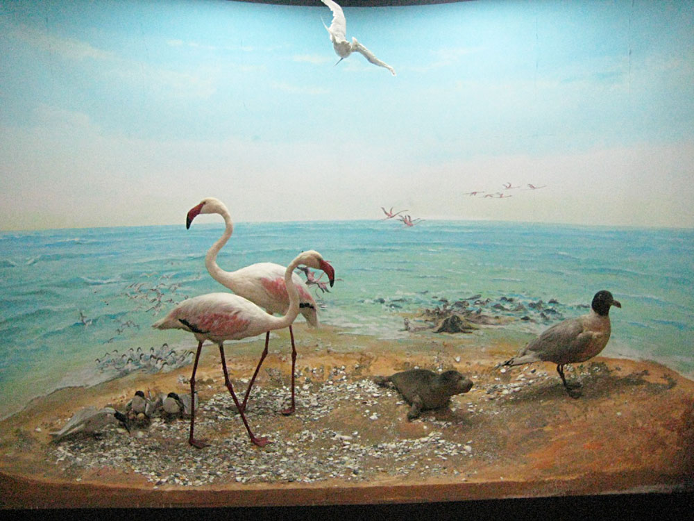 Музей этнографии и краеведения отмечает в этом году 10-летие 