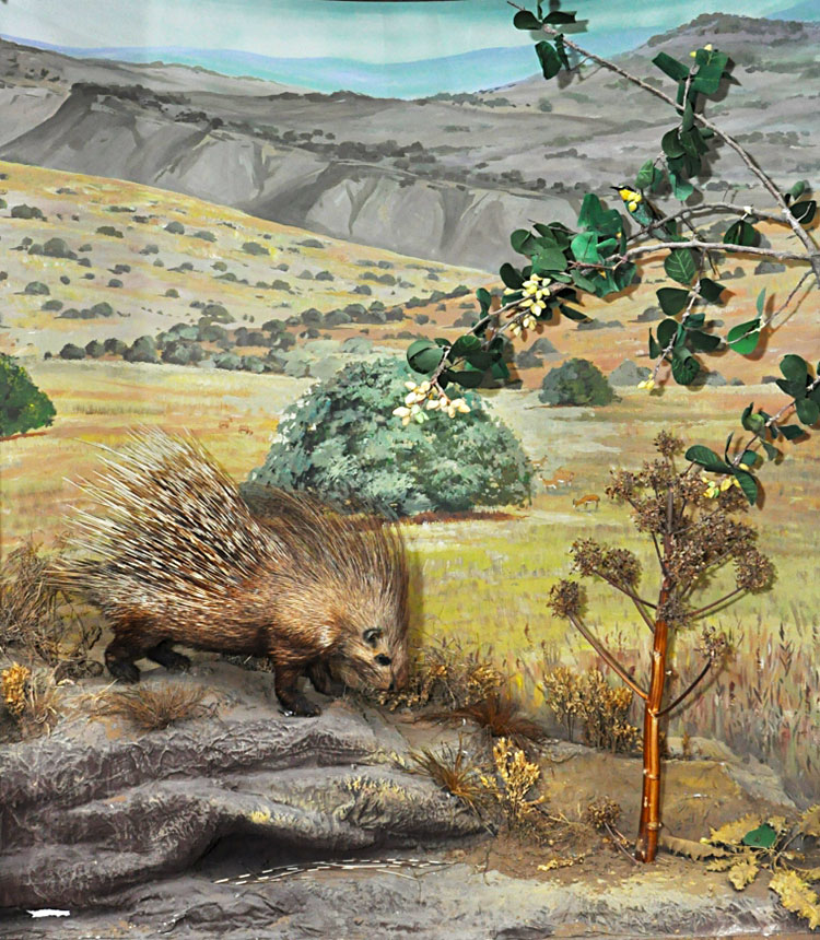 Музей этнографии и краеведения отмечает в этом году 10-летие 