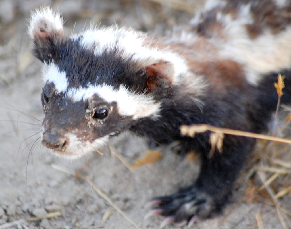Увеличилось количество редких птиц, зимующих в Прикаспии