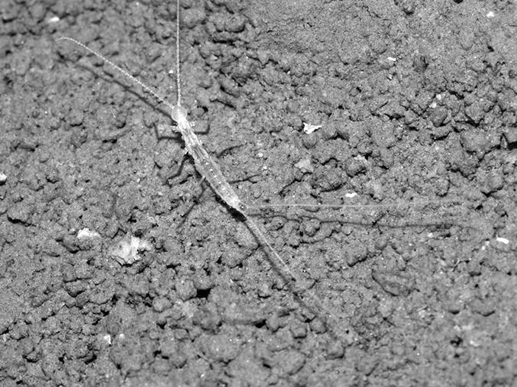 Загадки подземного мира Койтендага: уникальная фауна Карлюкских пещер