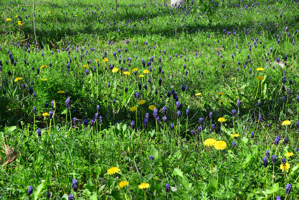 В предгорья Копетдага пришла весна 