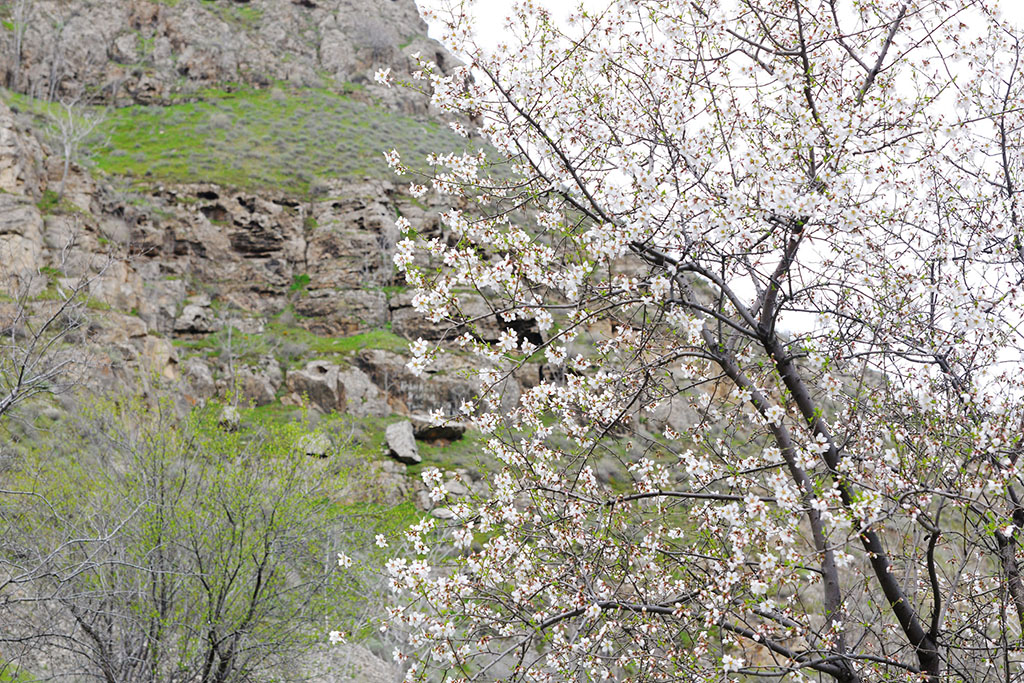 В предгорья Копетдага пришла весна 