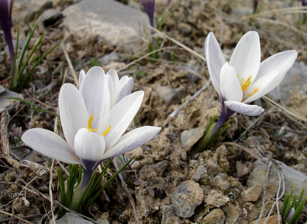 В предгорья Копетдага пришла весна 