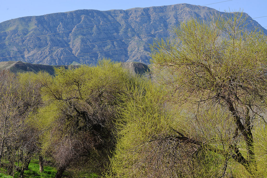 Köpetdag etegine geldi bahar...