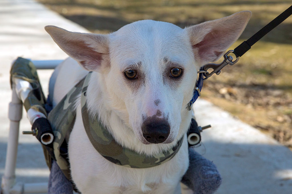 Ite eýe çykan ýagşy adamlar barada hekaýat