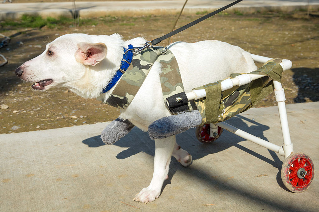 Ite eýe çykan ýagşy adamlar barada hekaýat