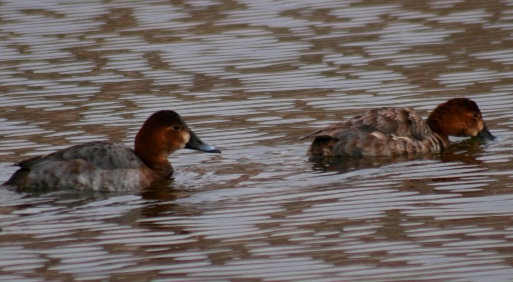 Зимняя «перепись» пернатых в Прикаспии преподнесла сюрпризы 