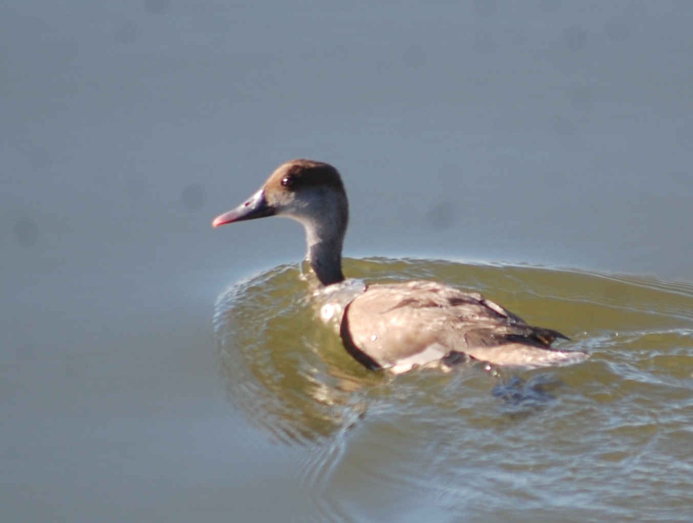 Зимняя «перепись» пернатых в Прикаспии преподнесла сюрпризы 