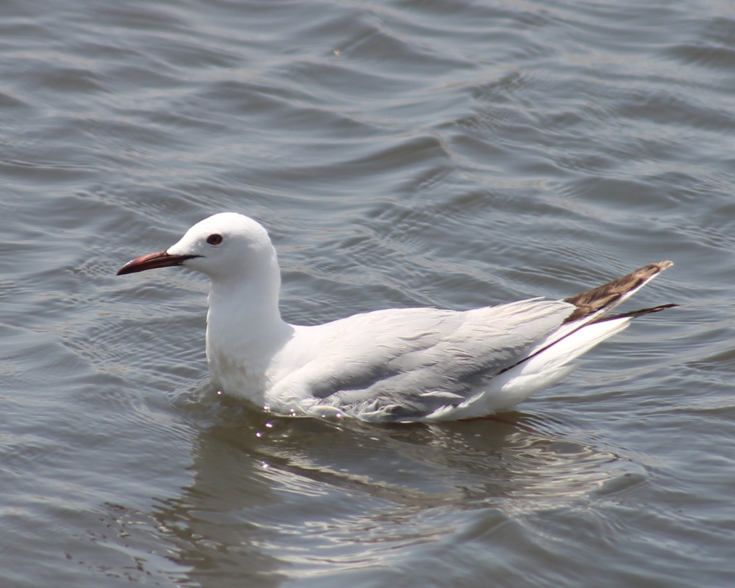 Зимняя «перепись» пернатых в Прикаспии преподнесла сюрпризы 
