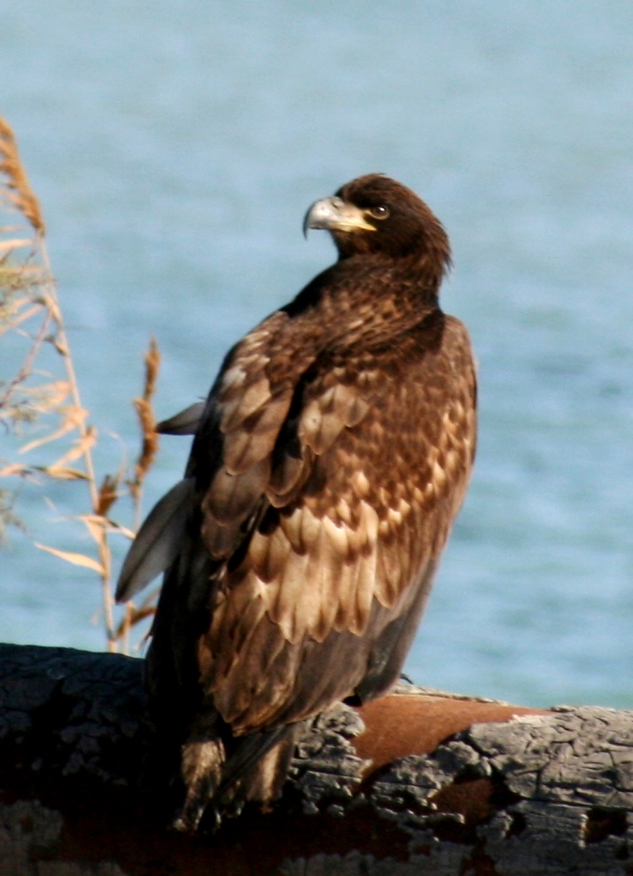 Зимняя «перепись» пернатых в Прикаспии преподнесла сюрпризы 