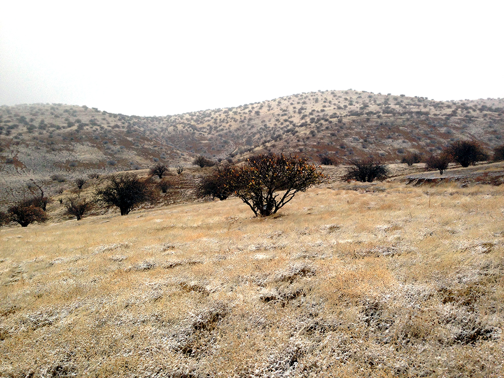 Озеленение и лесовосстановление: в контексте сохранения биоразнообразия 