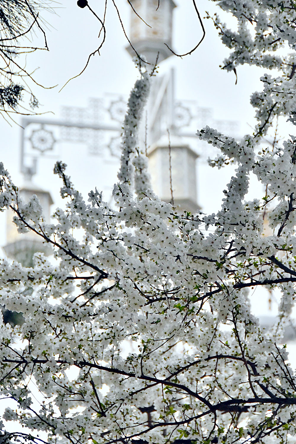 Фоторепортаж: весна в Ашхабаде 