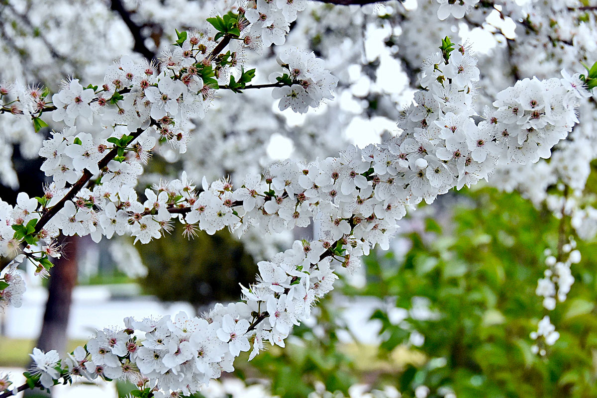 Фоторепортаж: весна в Ашхабаде 