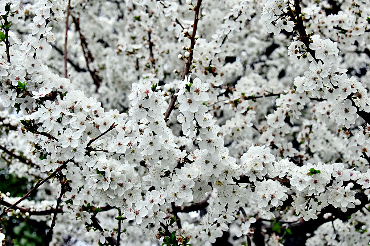 Фоторепортаж: весна в Ашхабаде 