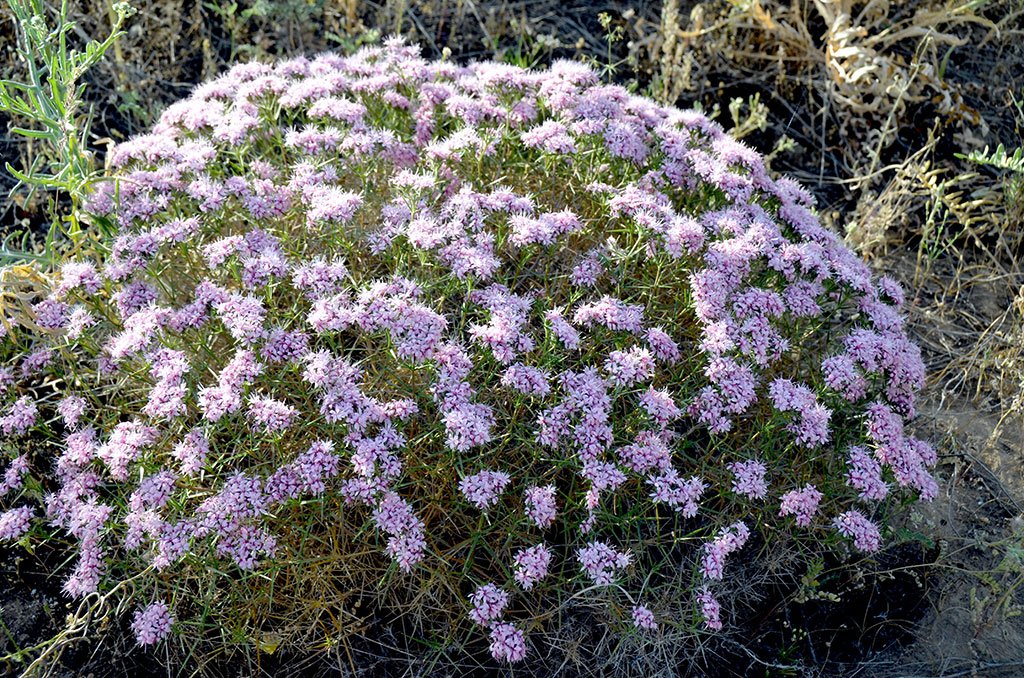 Флора Копетдага: уникальная и эндемичная 