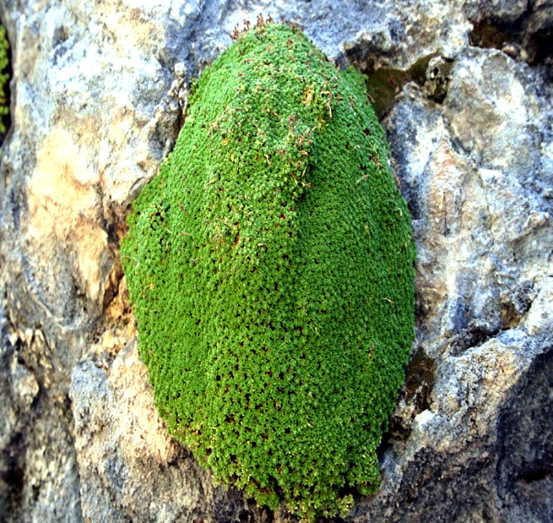 Флора Копетдага: уникальная и эндемичная 