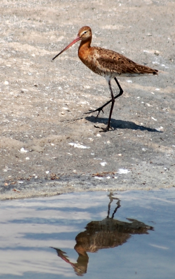 Hazar ýakasynda guşlaryň gyşky sanawy geçirildi
