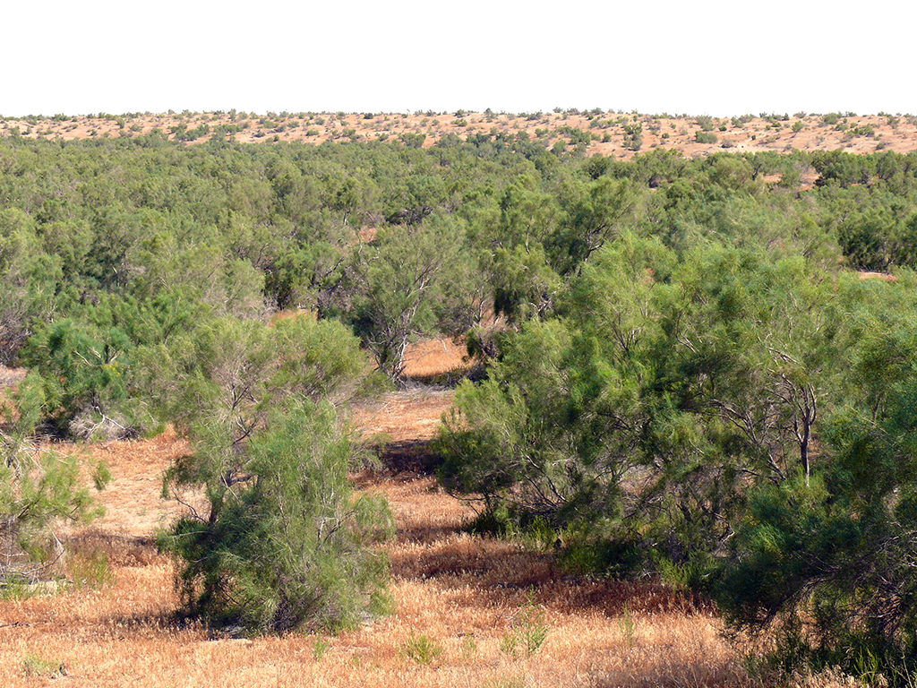Bioköpdürlüligi saklap galmak jähtinden bag ekmek we tokaýlary dikeltmek işleri