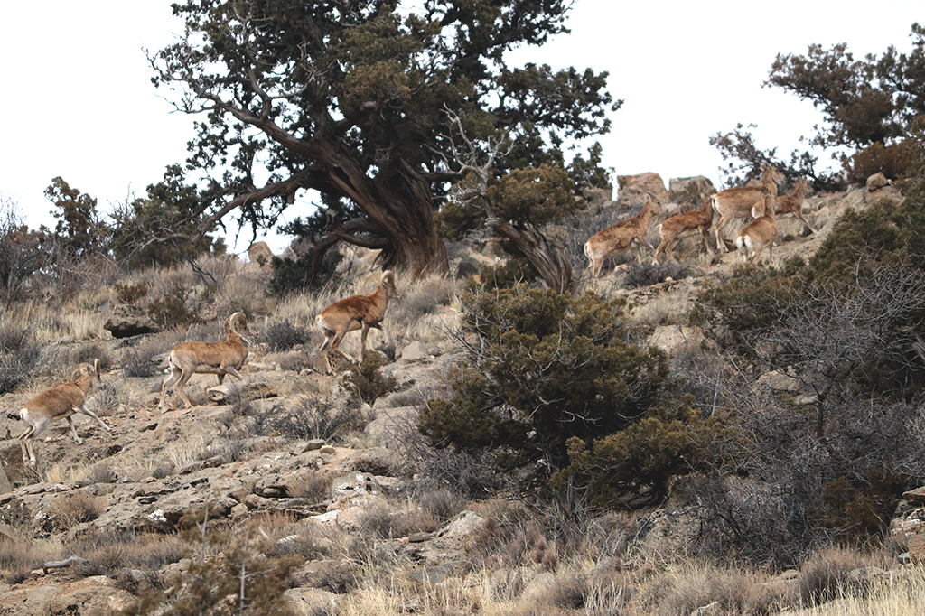 Bioköpdürlüligi saklap galmak jähtinden bag ekmek we tokaýlary dikeltmek işleri