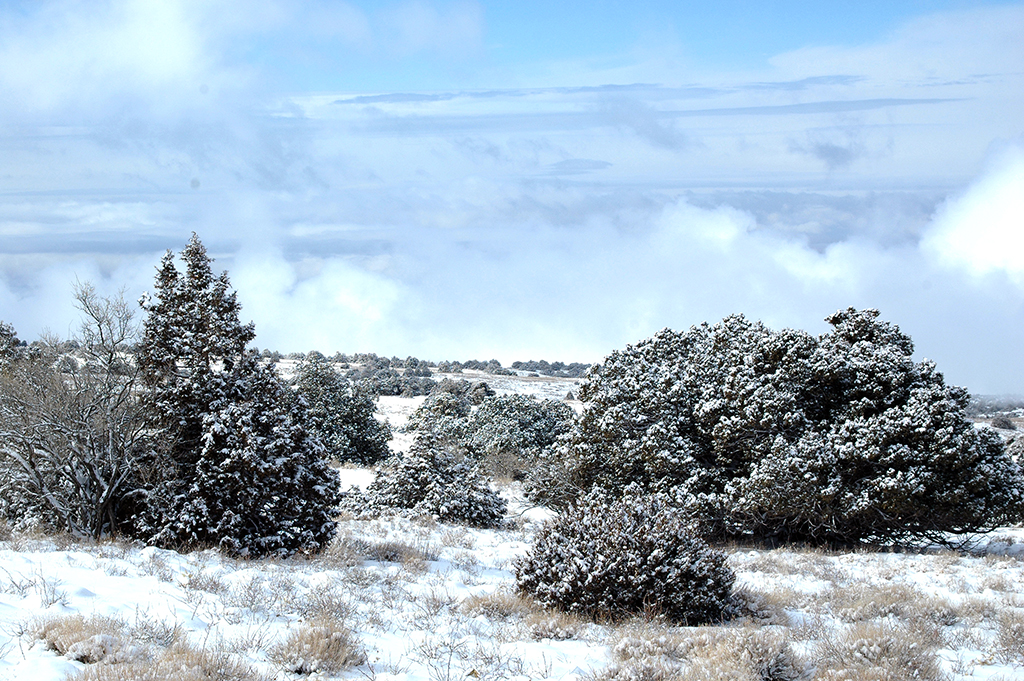 Bioköpdürlüligi saklap galmak jähtinden bag ekmek we tokaýlary dikeltmek işleri