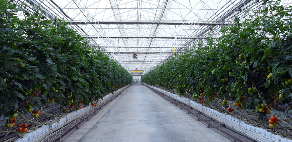 В Марыйском велаяте построены два экспортоориентированных предприятия 