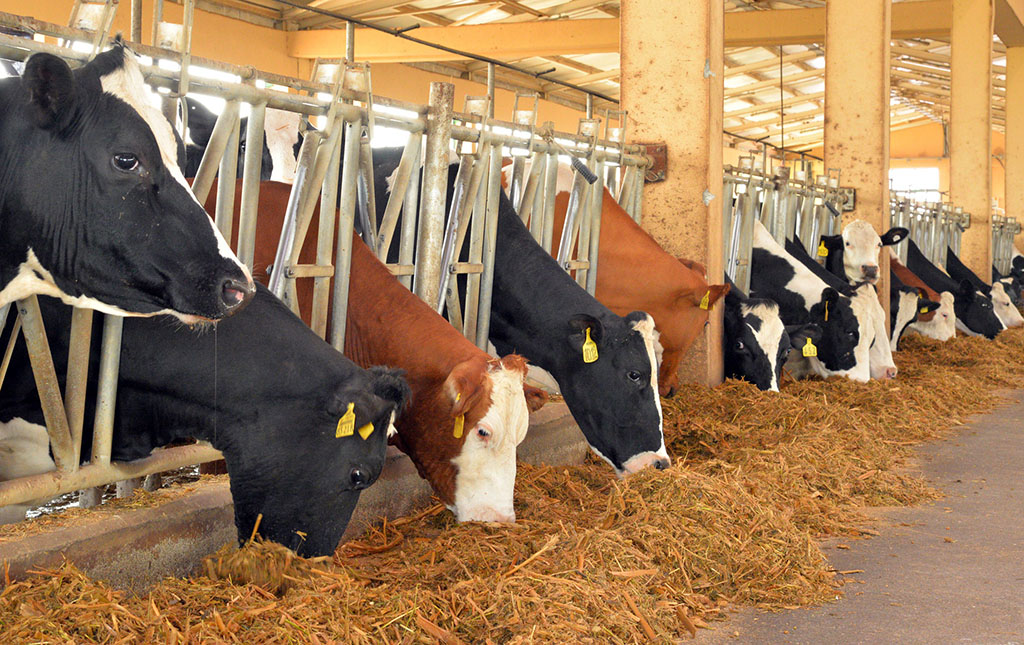 Paýtagtyň söwda nokatlarynda «Sahabatly» belgili süýt önümleri has köpeler