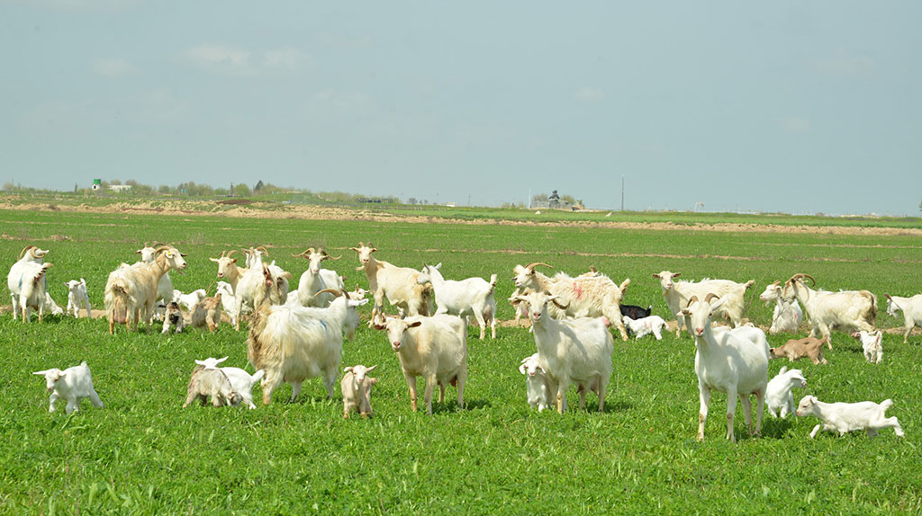 Paýtagtyň söwda nokatlarynda «Sahabatly» belgili süýt önümleri has köpeler