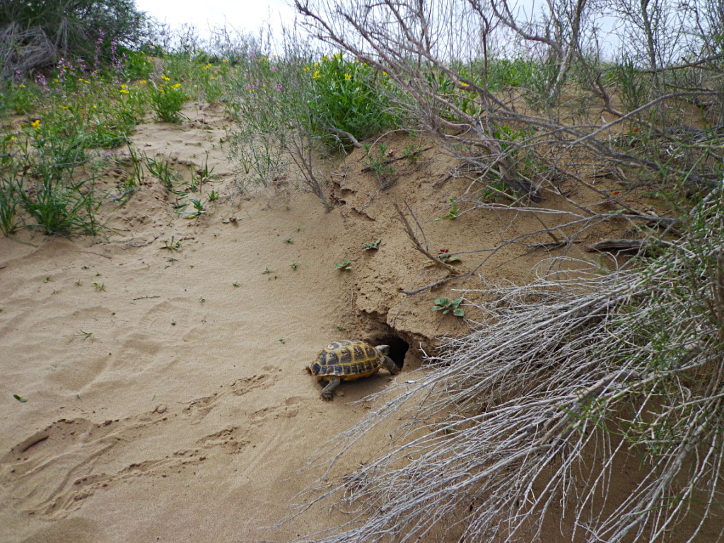 Scientist study thick vegetation of Karakum desert
