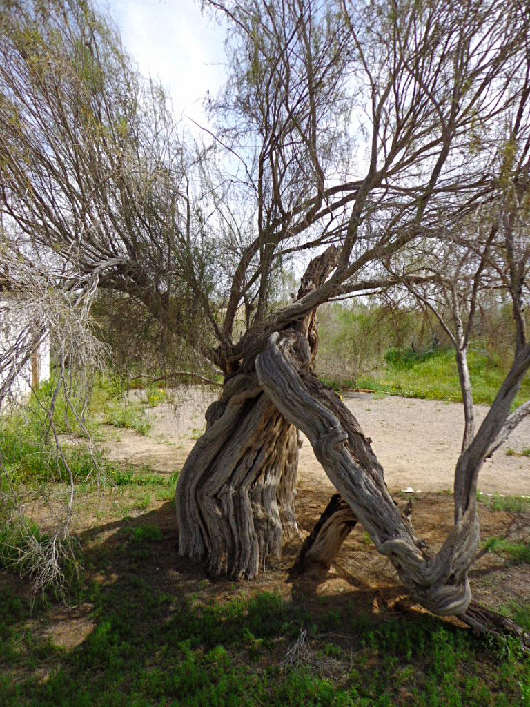 Scientist study thick vegetation of Karakum desert