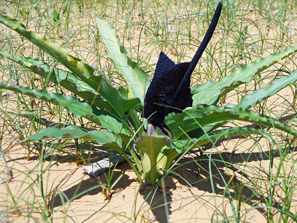 Scientist study thick vegetation of Karakum desert