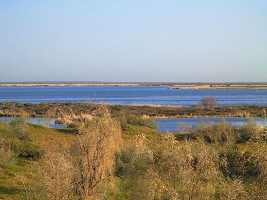 Scientist study thick vegetation of Karakum desert