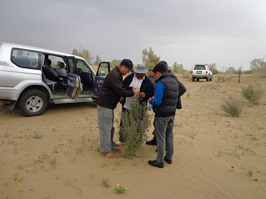 Scientist study thick vegetation of Karakum desert