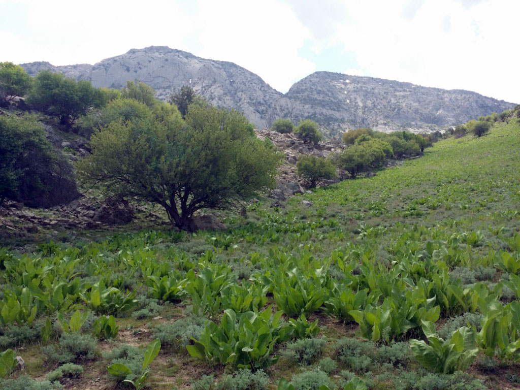 Ýerden durnukly peýdalanmak – durmuş-ykdysady ösüşiň girewidir