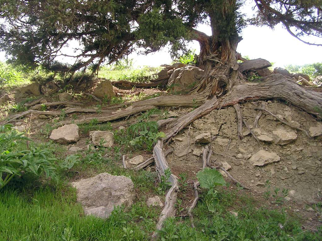 Ýerden durnukly peýdalanmak – durmuş-ykdysady ösüşiň girewidir