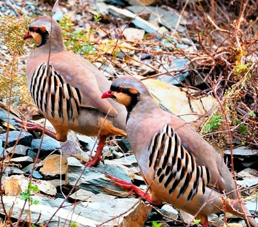 17-nji awgustda höwesjeňleriň aw möwsümi başlanýar