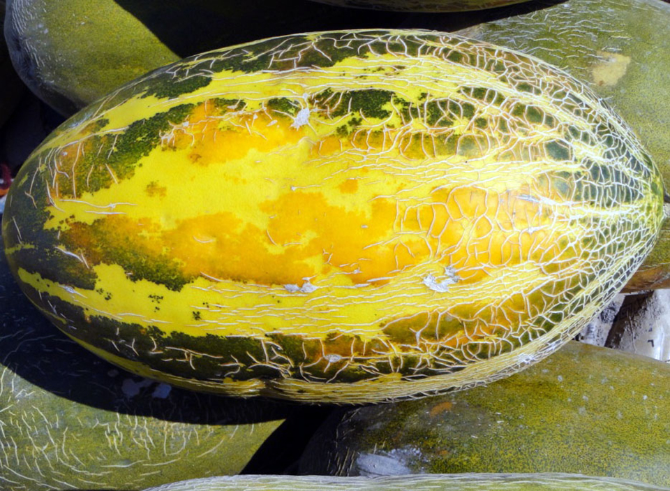 Среди «родственников» туркменских бахчевых – многообразие экзотов 