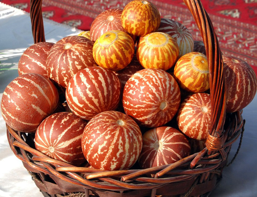 Среди «родственников» туркменских бахчевых – многообразие экзотов 