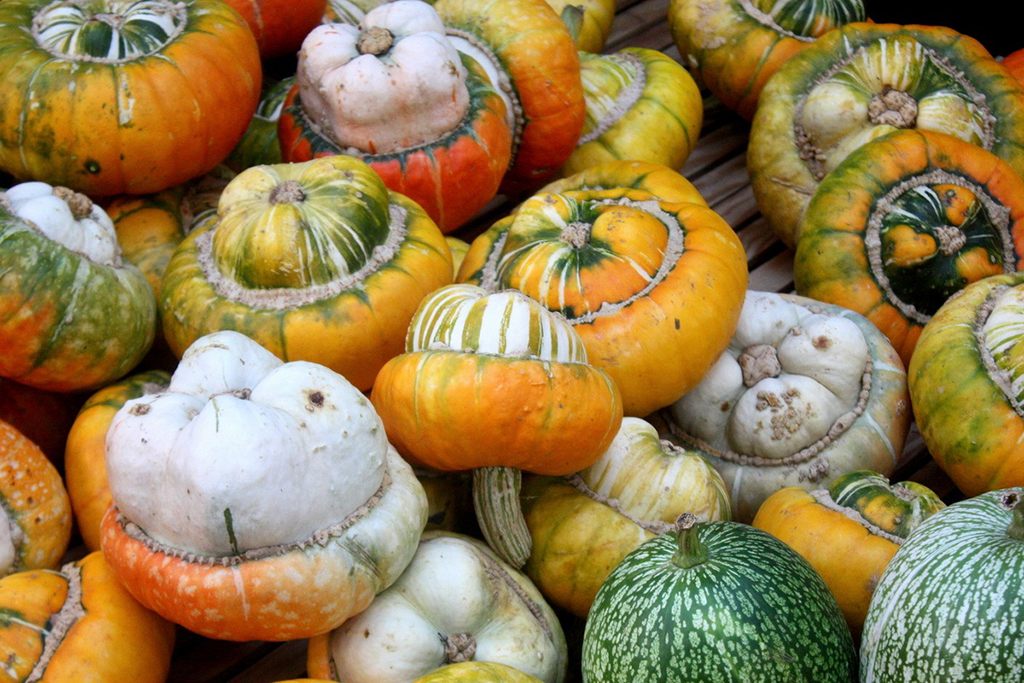 Türkmen bakja ekinlerine urugdaş ösümlikleriň arasynda  dürli endemikler bar