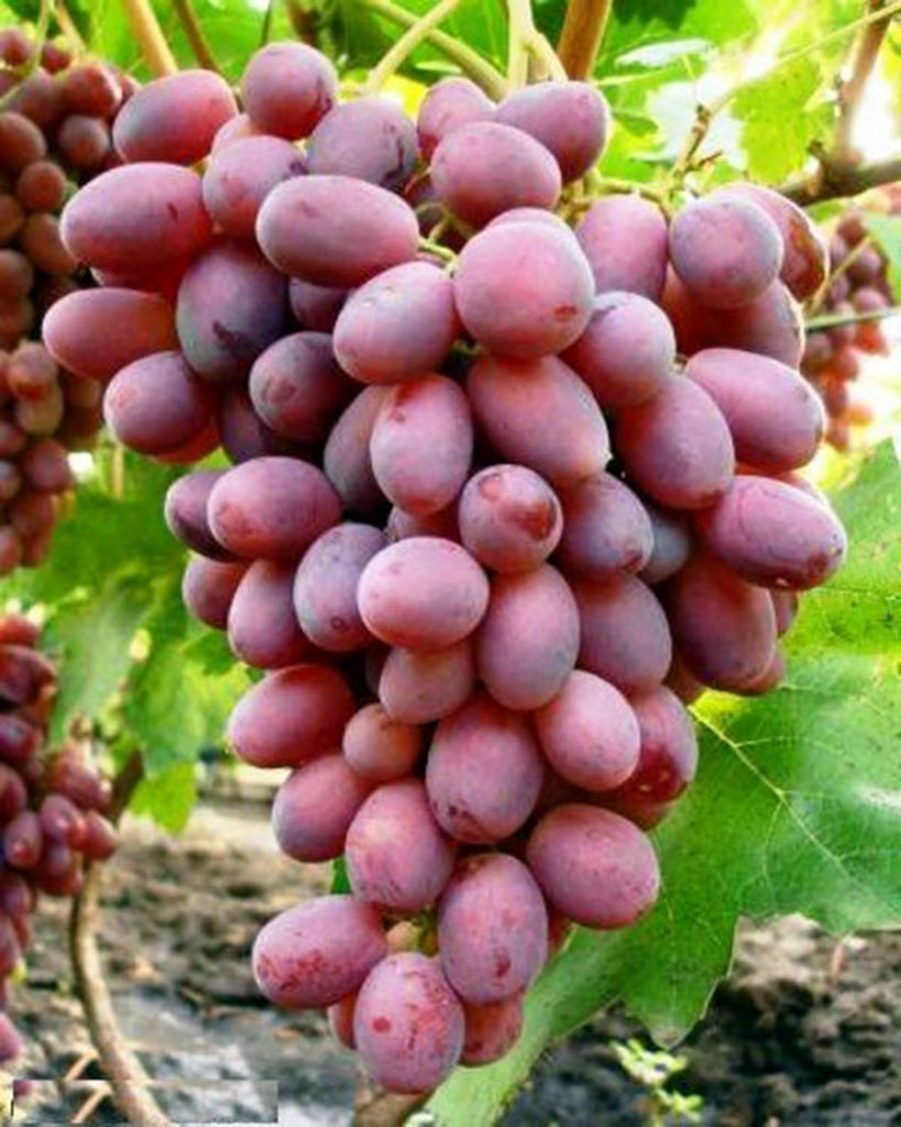 Şu ýyl  gök-bakja ekinleri artygy bilen taýýarlandy