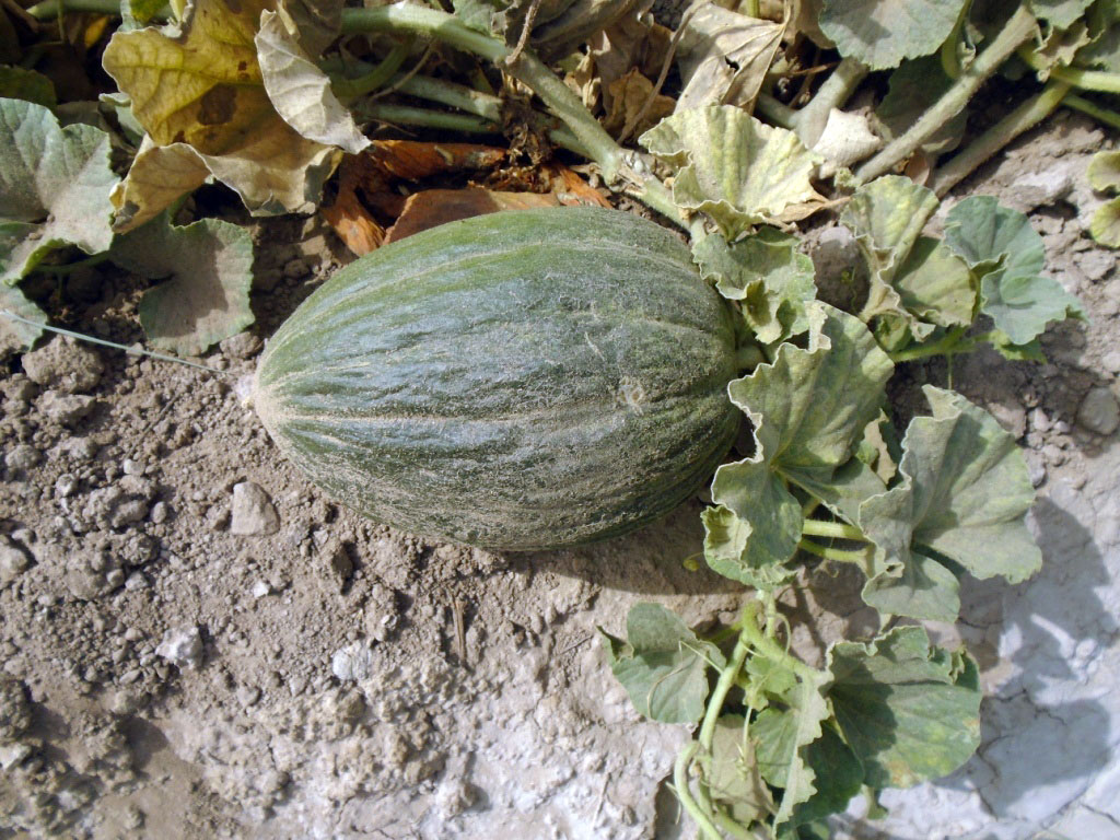 И на песке растут деревья: фруктовый оазис в Каракумах   