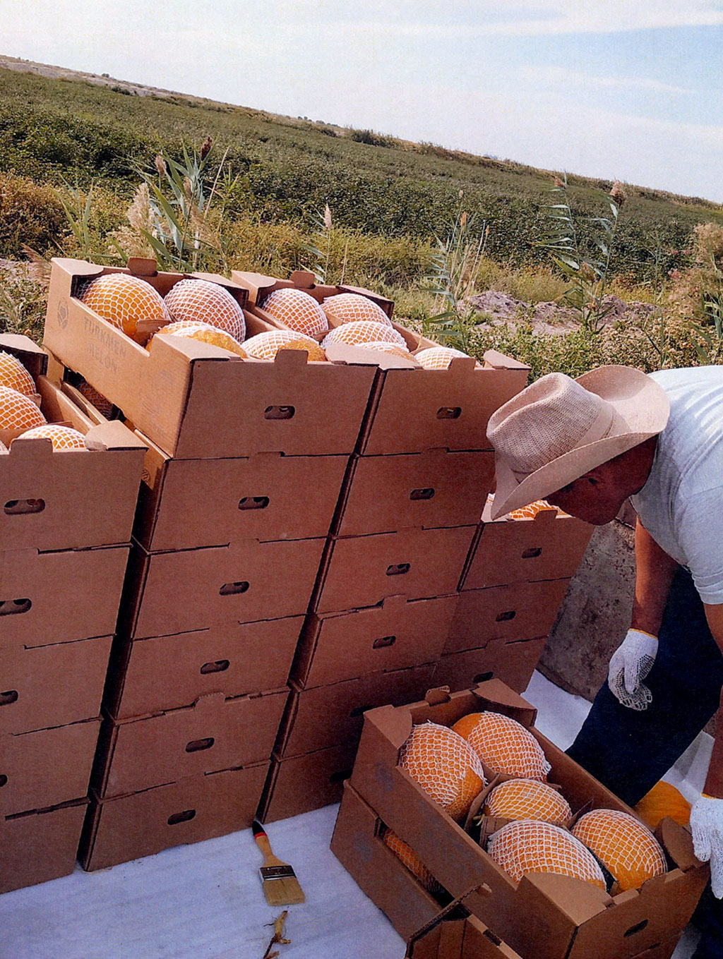 Türkmen işewürleri gawuny Awstriýa eksport etmäge girişdiler